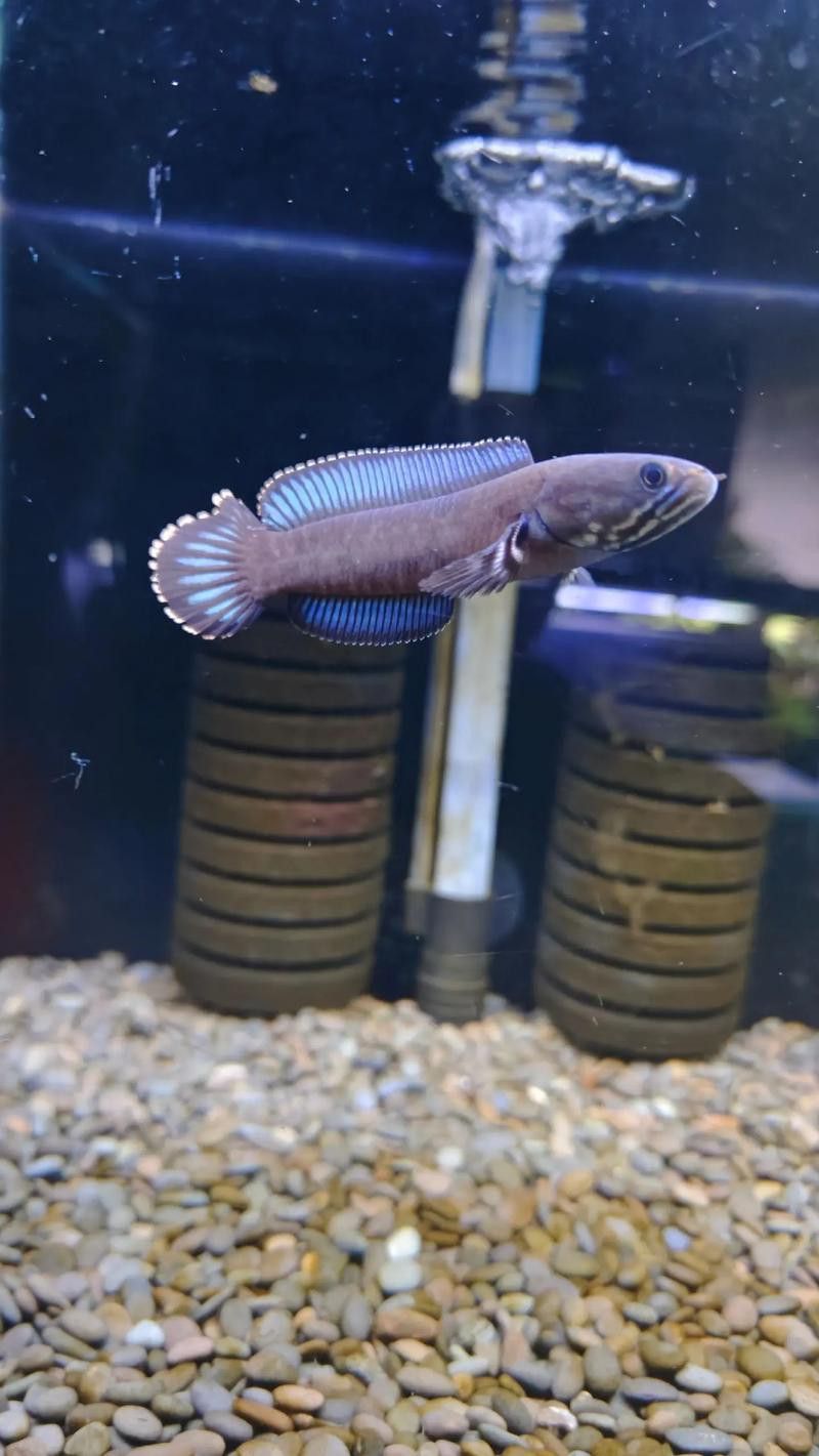 哪種雷龍魚最溫順