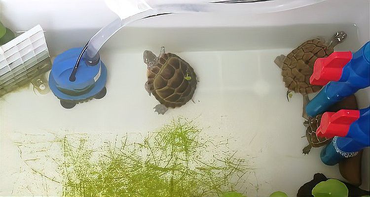 龍龜多久清理一次