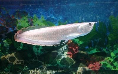 成年銀龍魚長度多少厘米（銀龍魚一年能長多大）