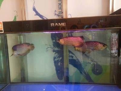 金龍魚品相從好到壞怎么區分：金龍魚品相從好到壞怎么區分金龍魚品相從好到壞怎么區分