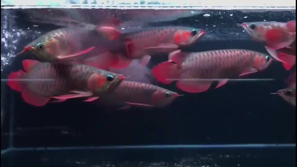 家里養紅龍魚的風水講究（養紅龍魚在家中的風水講究涉及多個方面）