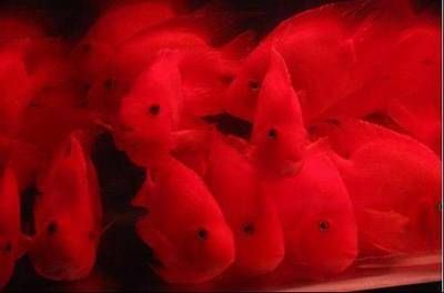 家里養紅龍魚的風水講究（養紅龍魚在家中的風水講究涉及多個方面）