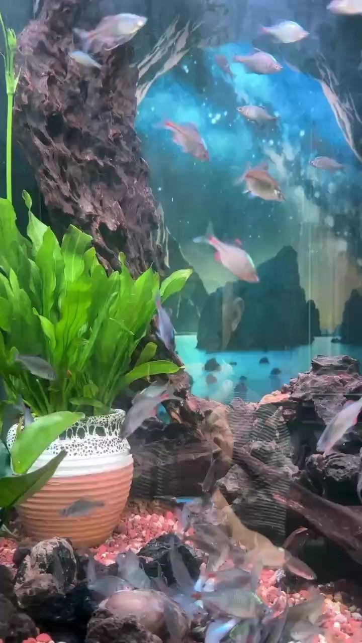 龍魚(yú)在缸里亂竄什么原因：龍魚(yú)在魚(yú)缸里亂竄什么原因