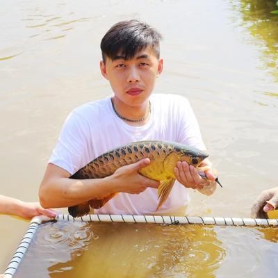 龍魚缸有必要雙水位嗎：龍魚缸是否需要雙水位設計