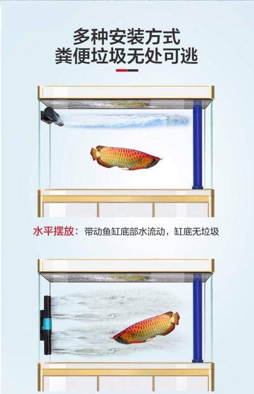 紅龍魚捕食時(shí)需要哪些玩具? 龍魚百科 第6張 紅龍魚捕食時(shí)需要哪些玩具? 紅龍魚捕食時(shí)需要哪些玩具? 龍魚百科 第6張