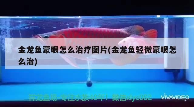 金龍魚蒙眼一個月了怎么辦：金龍魚蒙眼一個月了怎么治療金龍魚蒙眼一個月了怎么辦