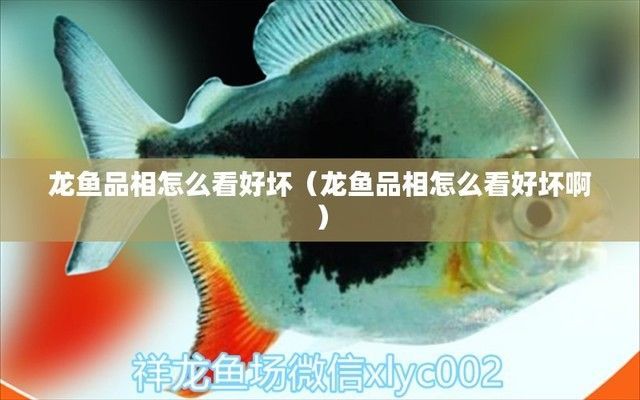 龍魚怎么挑選品相好（如何挑選品相好的龍魚）