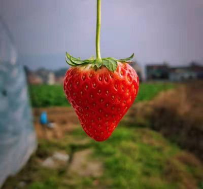 龍魚(yú)雌雄結(jié)構(gòu)圖怎么畫(huà)，如何繪制龍魚(yú)雌雄結(jié)構(gòu)圖