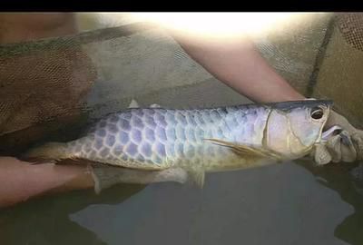 龍魚大便是什么樣子圖：龍魚大便是什么樣子