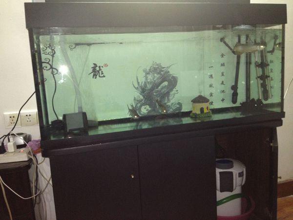 龍魚大便是什么樣子圖：龍魚大便是什么樣子