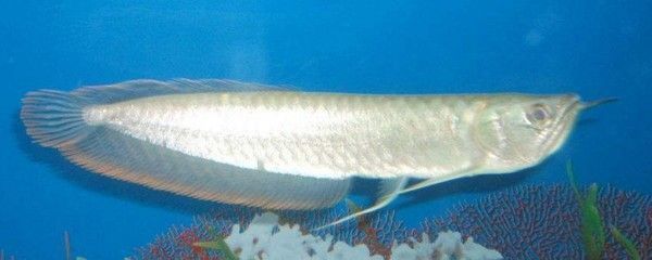 預防銀龍魚白點病的有效方法：如何預防銀龍魚白點病