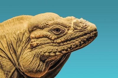 龍魚一次可以拔幾個鱗片：龍魚拔鱗后如何快速恢復