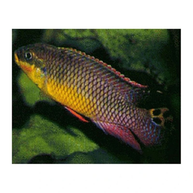 綠翡翠鳳凰魚最害怕三個東西