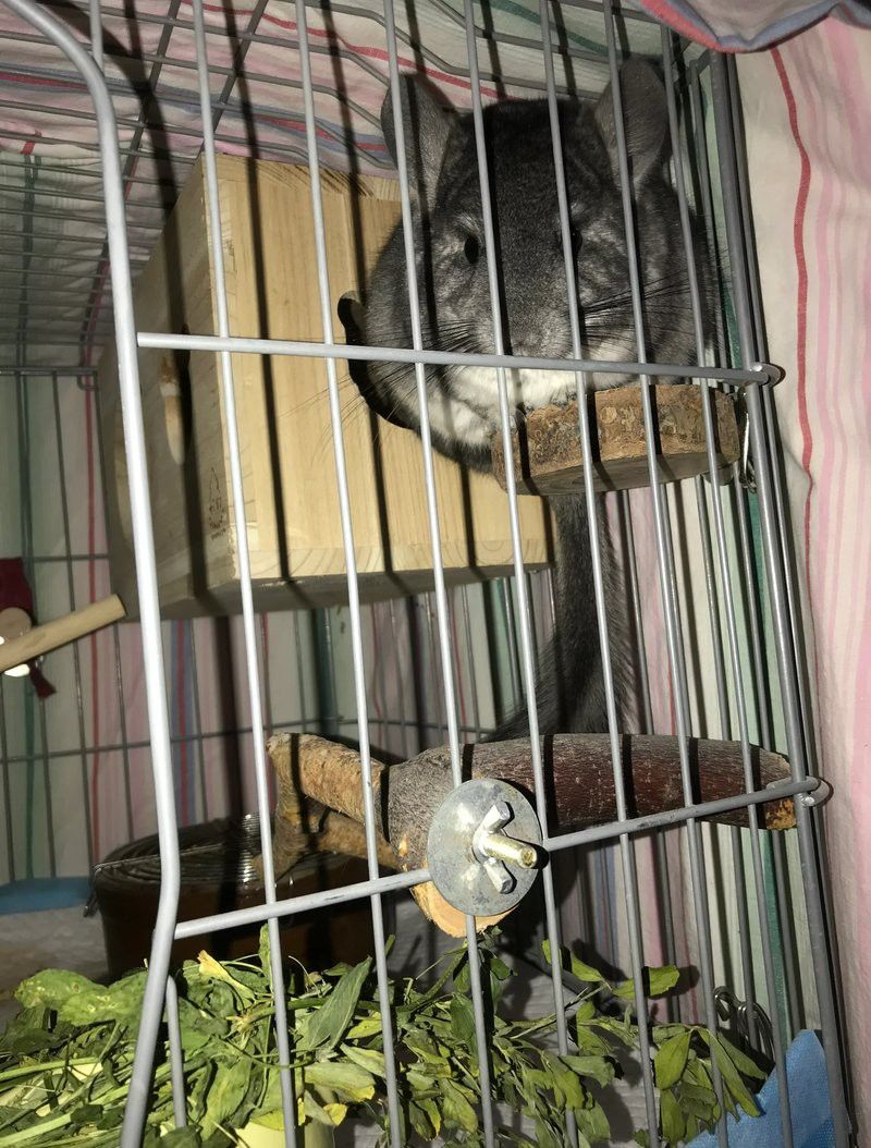 如何減少龍貓和貓之間的沖突？