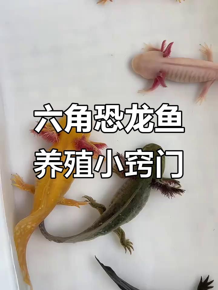 如何預防六角龍魚疾病？