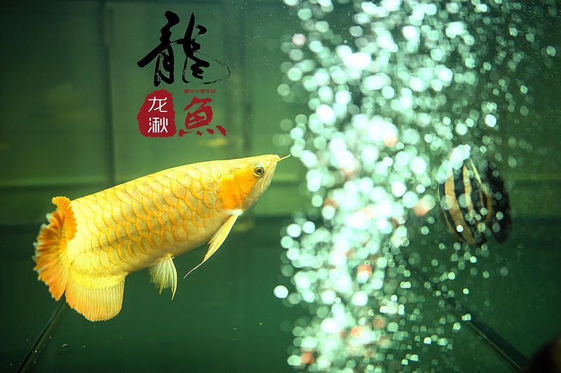 龍魚美圖（關于龍魚的美圖及相關信息）