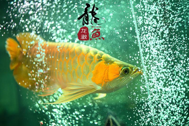龍魚美圖（關于龍魚的美圖及相關信息）