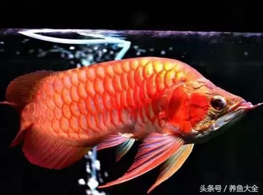 龍魚斜眼怎么治療：龍魚斜眼的治療方法