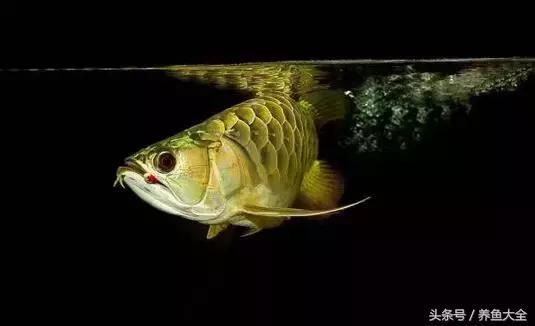 龍魚斜眼怎么治療：龍魚斜眼的治療方法