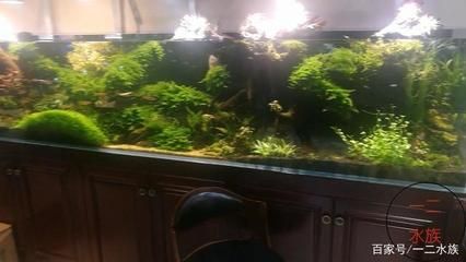 紅龍魚價值多少錢一條啊圖片大全（紅龍魚價值多少錢一條啊圖片大全視頻）
