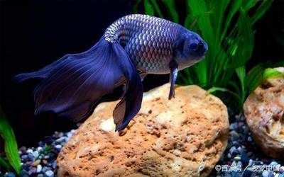 龍魚夜燈放在什么位置好養：如何選擇適合龍魚的夜燈