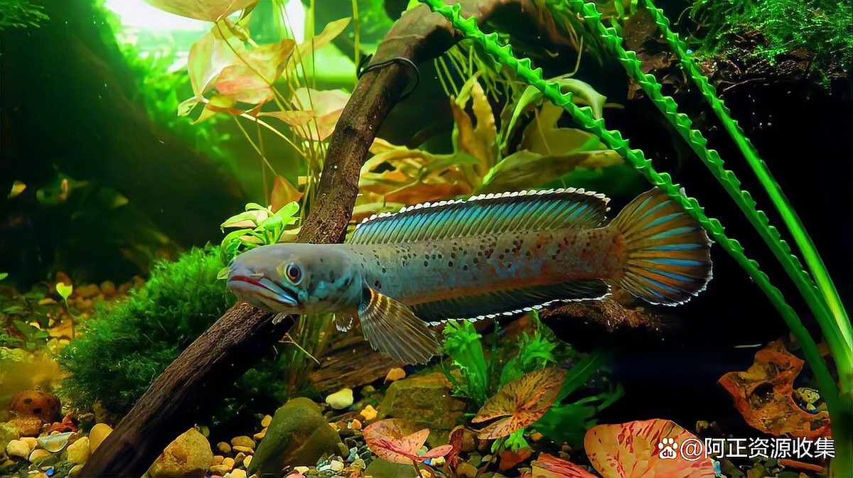 彩虹雷龍魚怎么養都怕人怎么辦