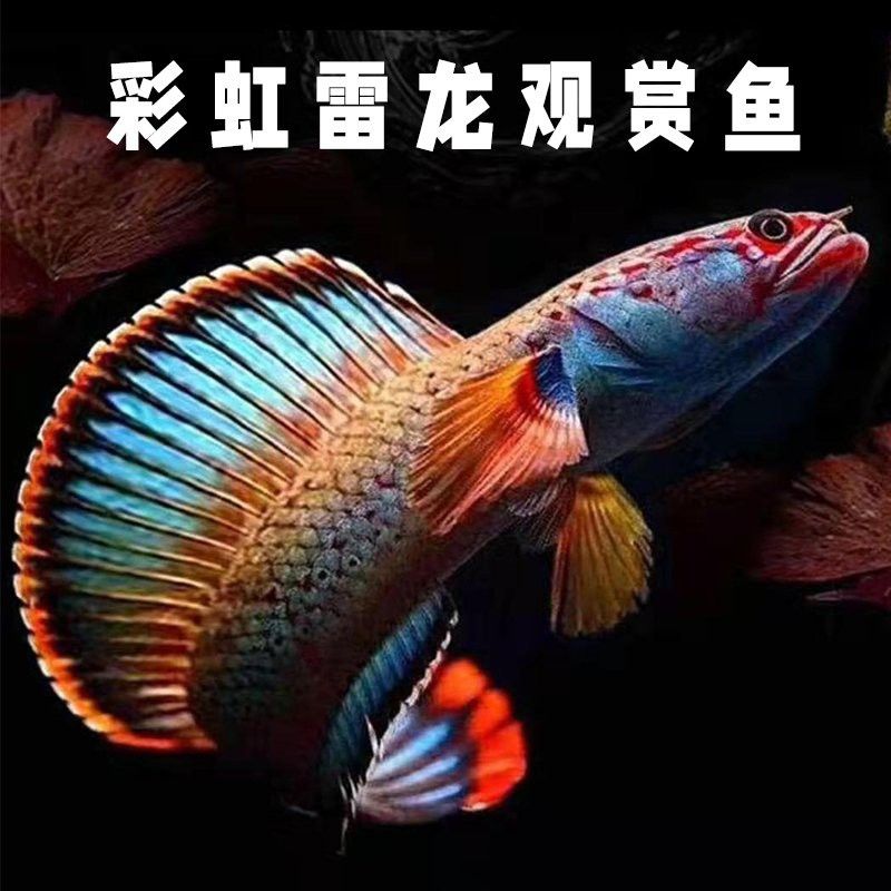 彩虹雷龍魚怎么養都怕人怎么辦