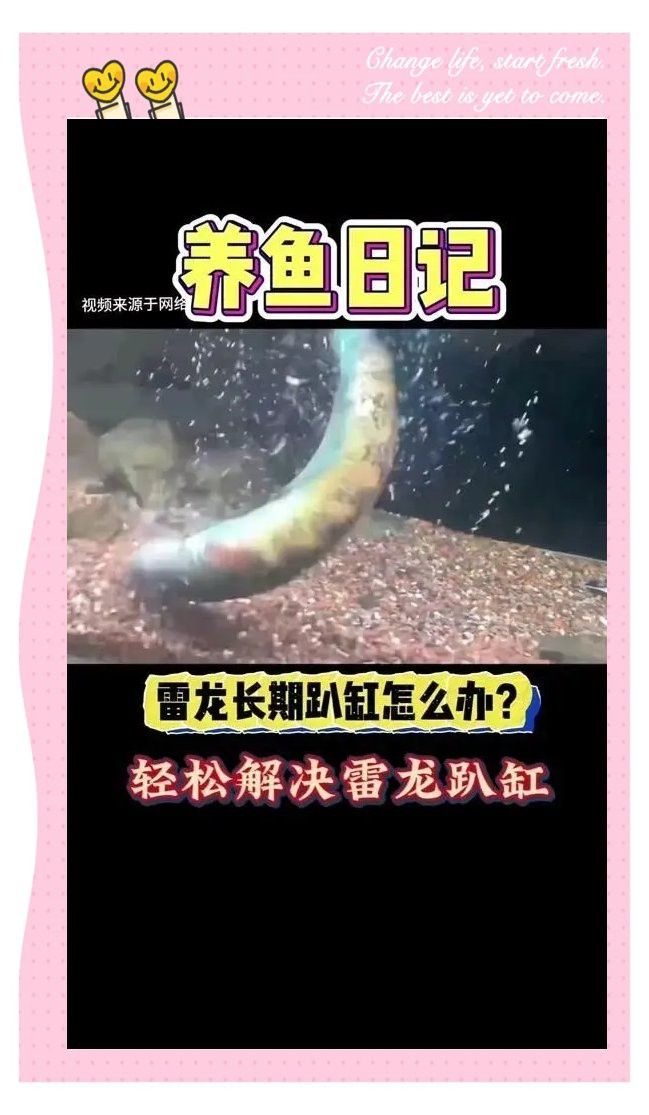 彩虹雷龍魚怎么養都怕人怎么辦