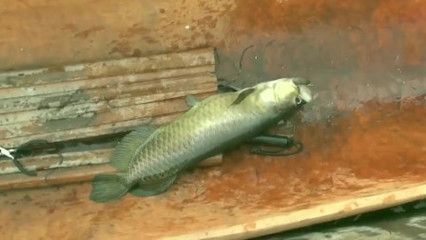 飼養紅龍魚需要幾顆燈：紅龍魚的燈光需求
