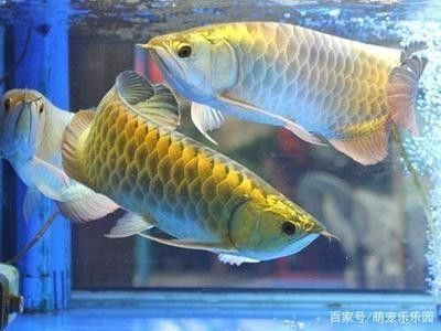 龍魚冬天怎么養：冬季養龍魚需要注意什么？