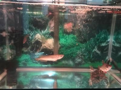 虎魚龍魚混養比例（虎魚和龍魚怎么混養）