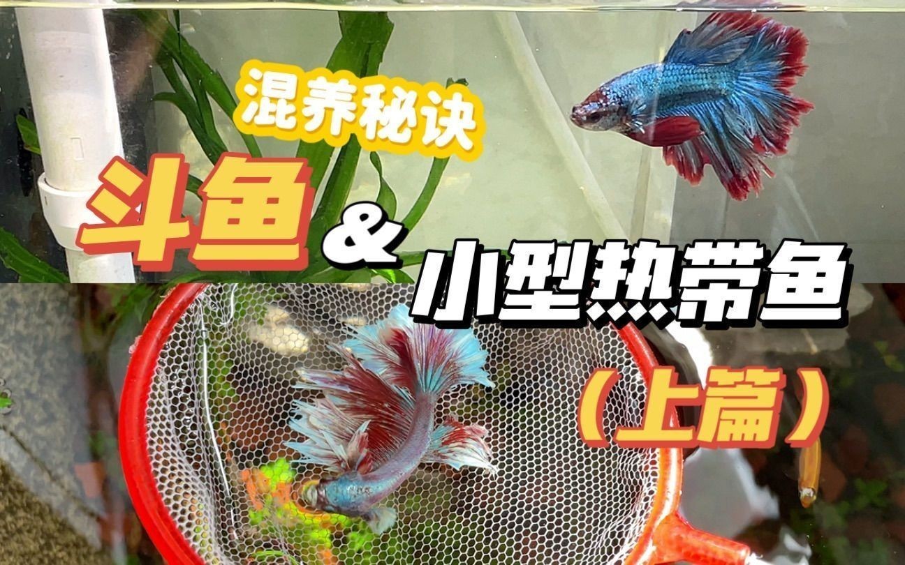 斗魚血紅龍魚多少錢一條：斗魚血紅龍魚價格在125-300元之間取決于購買渠道和商家