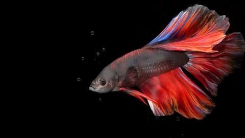 斗魚血紅龍魚多少錢一條：斗魚血紅龍魚價格在125-300元之間取決于購買渠道和商家
