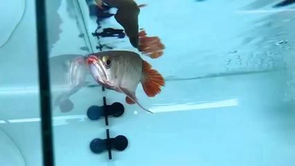 黑水對龍魚發色到底有用沒：黑水對龍魚發色到底有用沒有