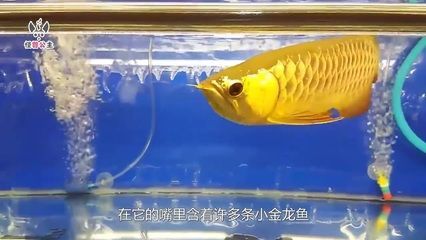 小金龍魚挑選到日常養護中需要注意的一些關鍵特征：小金龍魚在外觀上有一些特定的特征可以幫助我們判斷它們的健康和品種