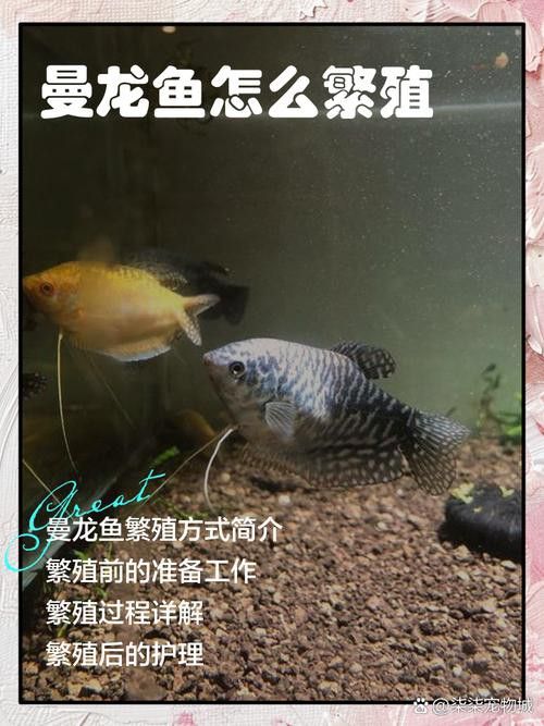 斑馬魚和曼龍魚混養可以嗎圖片