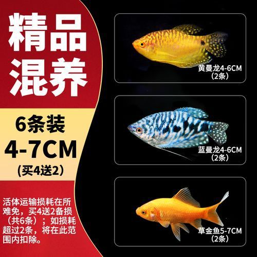 斑馬魚和曼龍魚混養可以嗎圖片