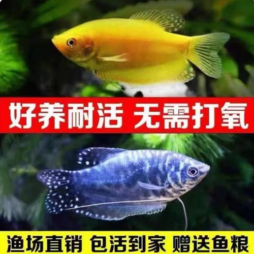 斑馬魚和曼龍魚混養可以嗎圖片