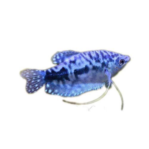 斑馬魚和曼龍魚混養可以嗎圖片