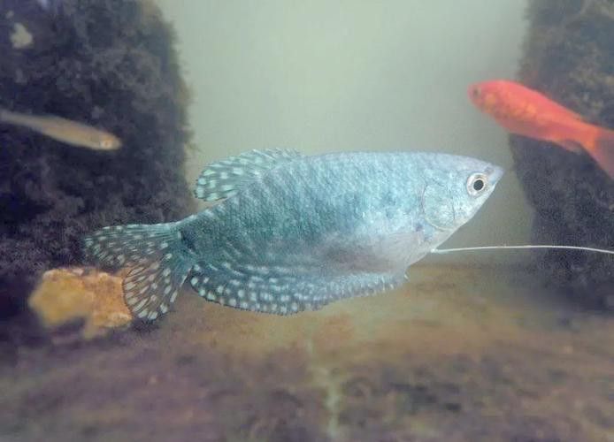 斑馬魚和曼龍魚混養可以嗎圖片