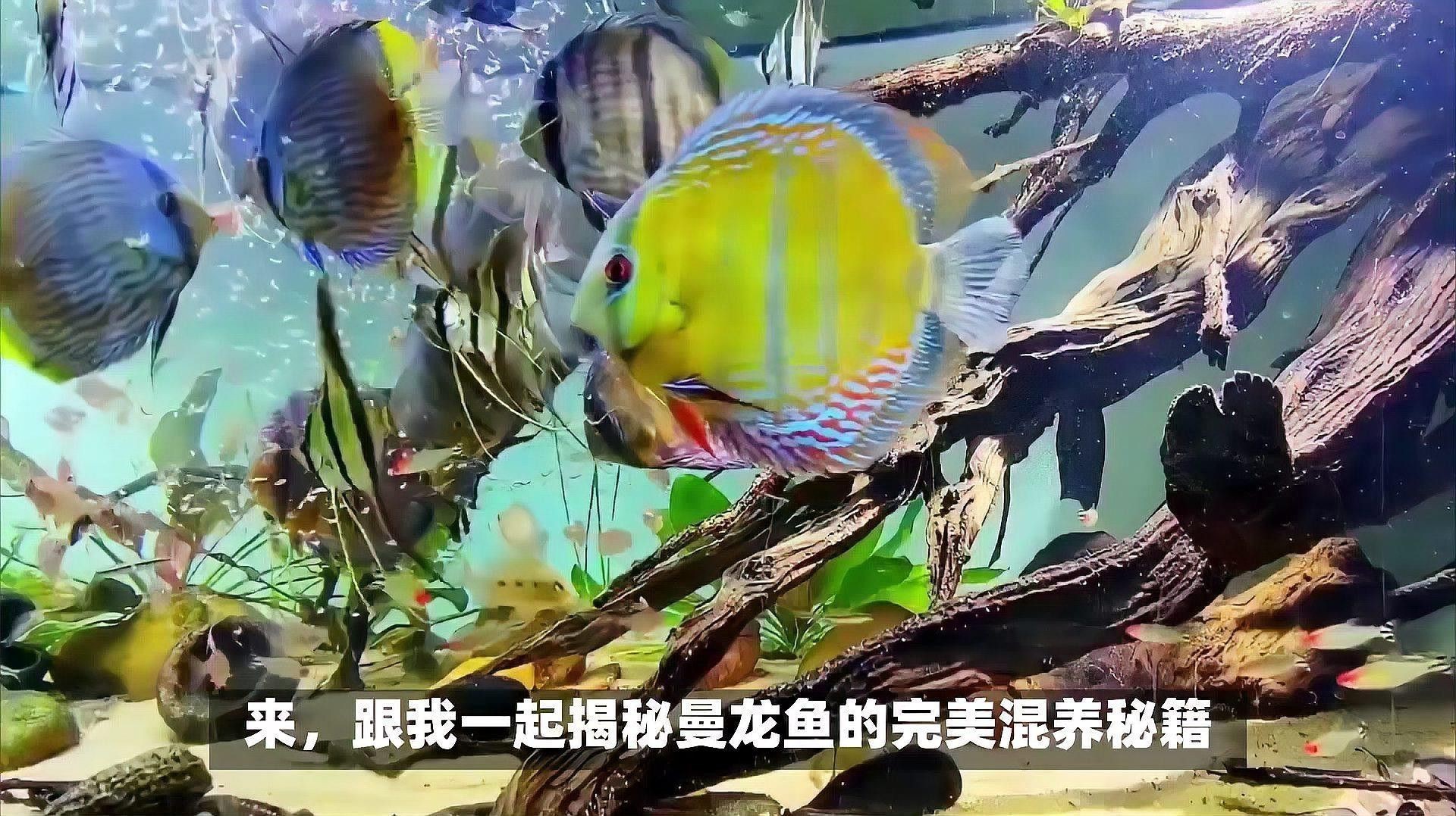 斑馬魚和曼龍魚混養可以嗎圖片