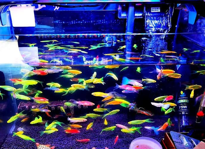 斑馬魚和曼龍魚混養可以嗎圖片