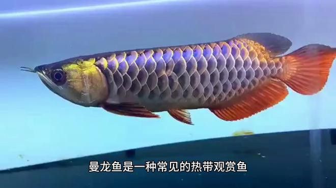斑馬魚和曼龍魚混養可以嗎圖片