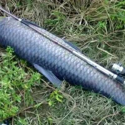 青龍魚最大能長多大呢：青龍魚的最大體長會因其養殖條件不同而有所差異