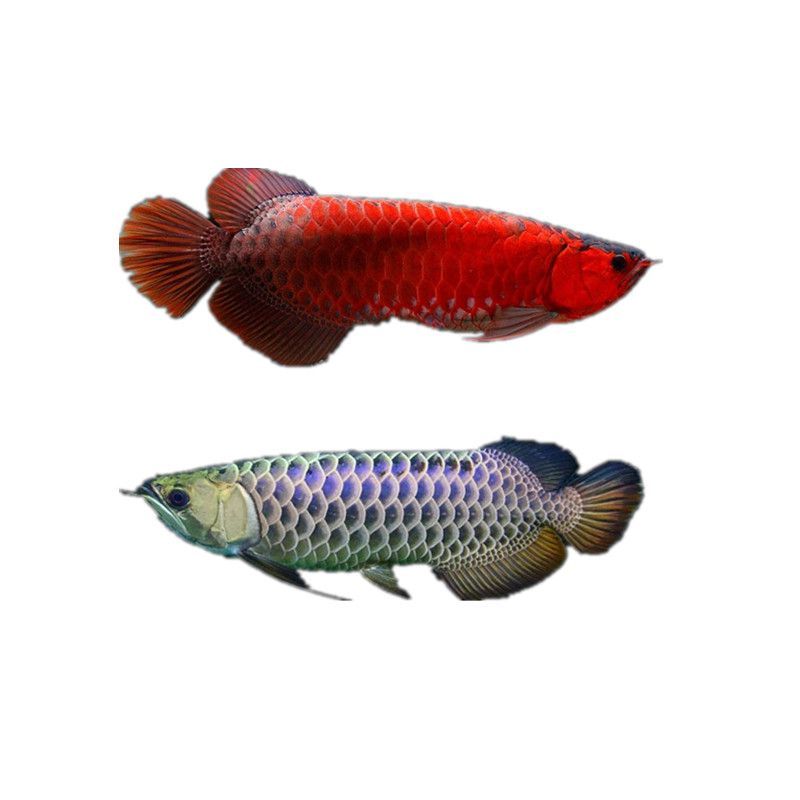 古典龍魚是什么意思：古典龍魚與現代龍魚區別,