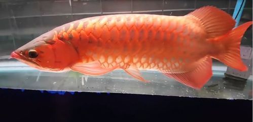 紅龍魚養殖合法嗎：亞洲龍魚包括紅龍魚