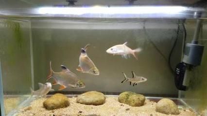 龍魚配魚泰國鯽養幾個合適：1-2條泰國鯽與龍魚混養可能是合適的選擇