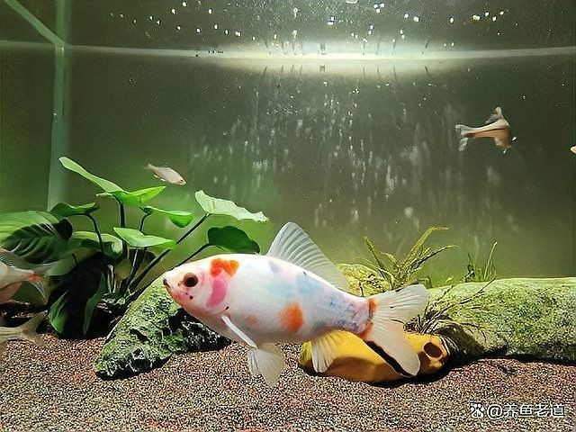 龍魚沉尾自愈期間需要加溫嗎？