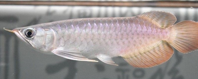 龍魚沉尾自愈期間需要加溫嗎？