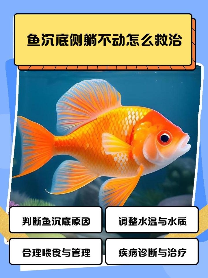 龍魚沉尾自愈期間需要加溫嗎？